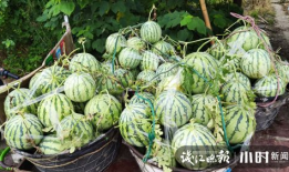 贵阳吃瓜爆料是真的吗,真相揭秘，是真是假？